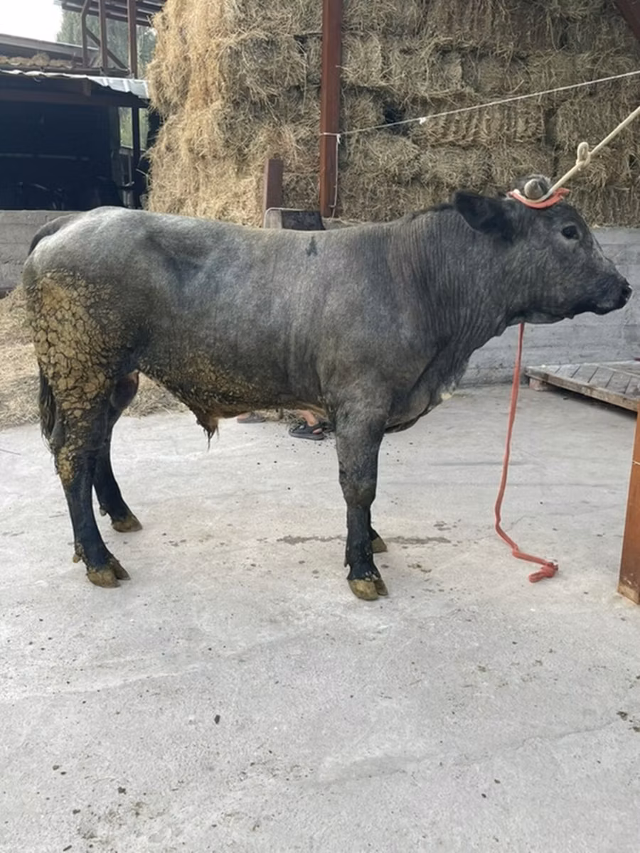 Belgian Blue