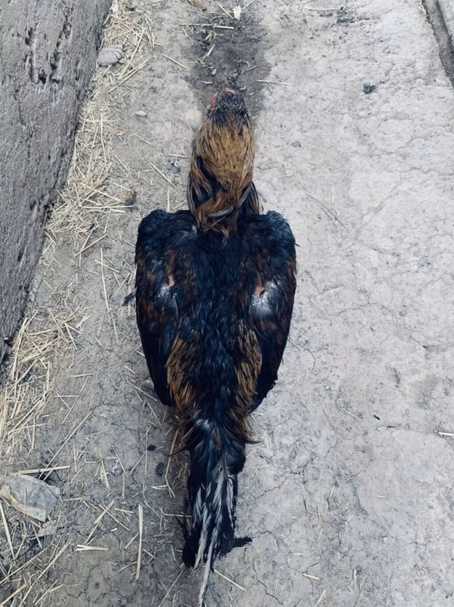 डर्बीशायर रेडकैप