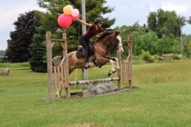 Pinto horses