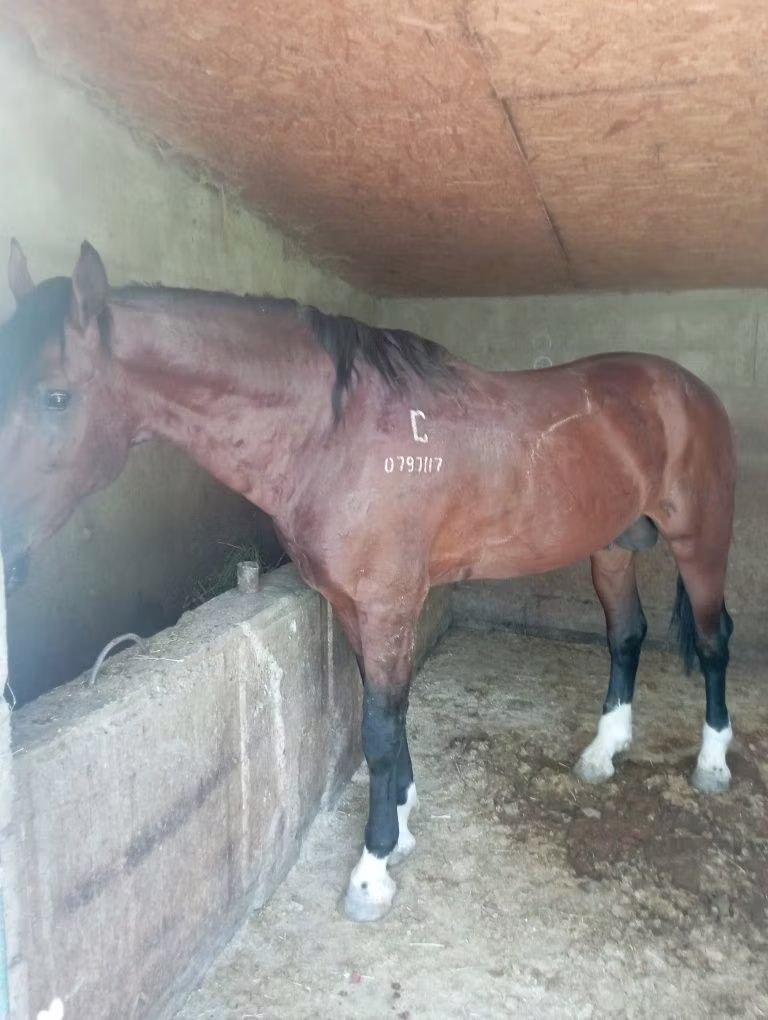 Kustanai horse
