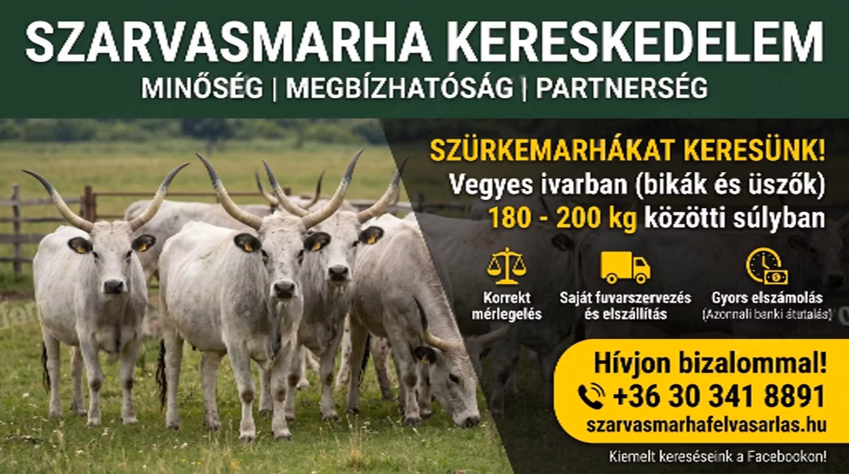 Ukrainian grey cattle