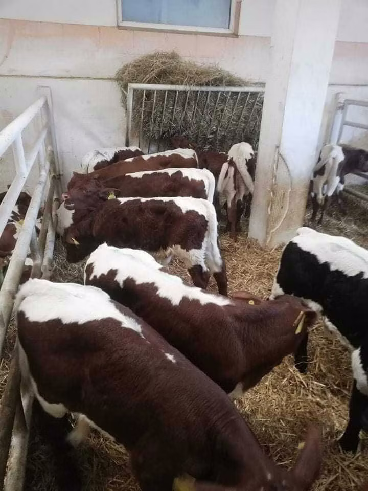 Limousin-Kuh