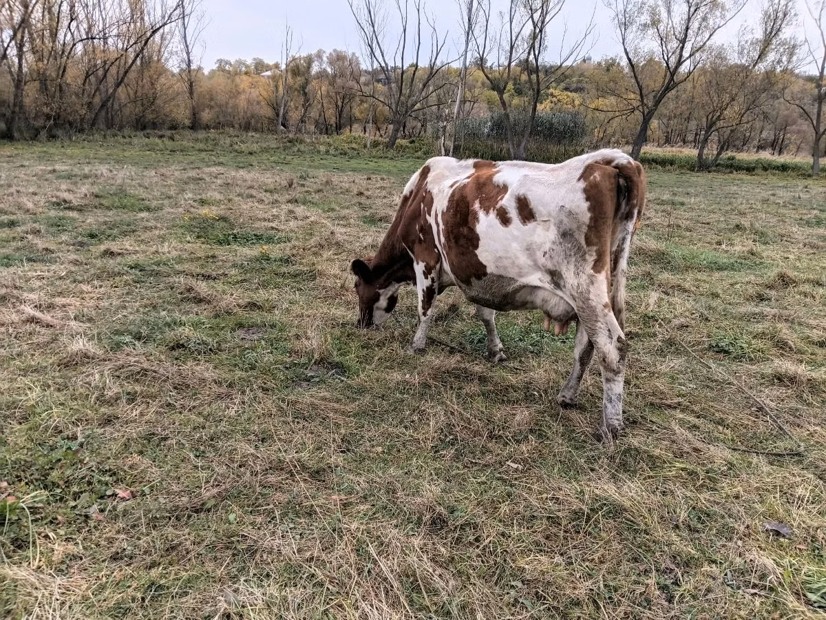 Russian Black pied cattle