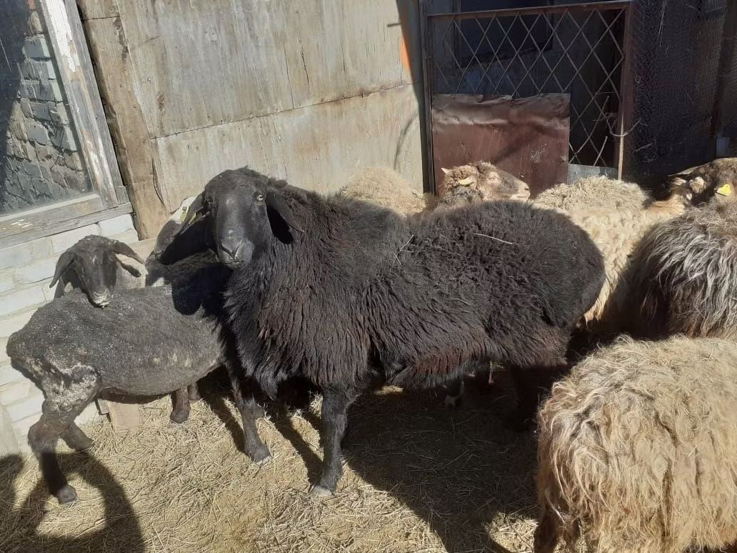 Kazakh fat-tailed coarsewool sheep
