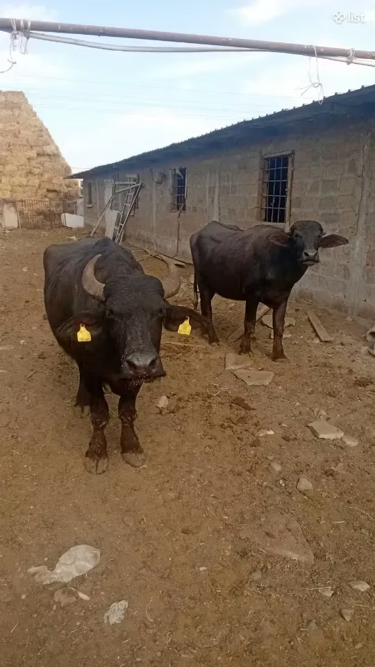 African Buffalo