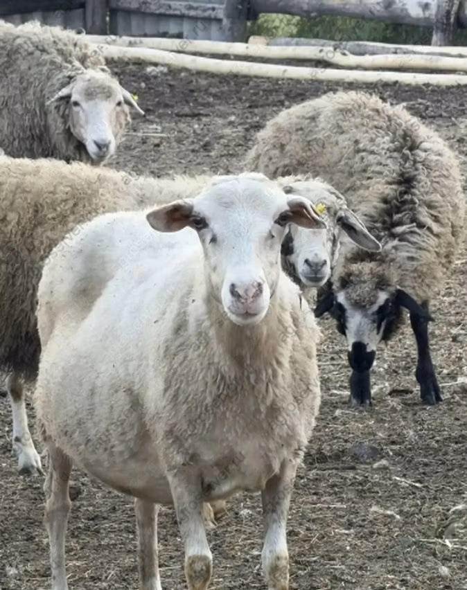 Katum sheep