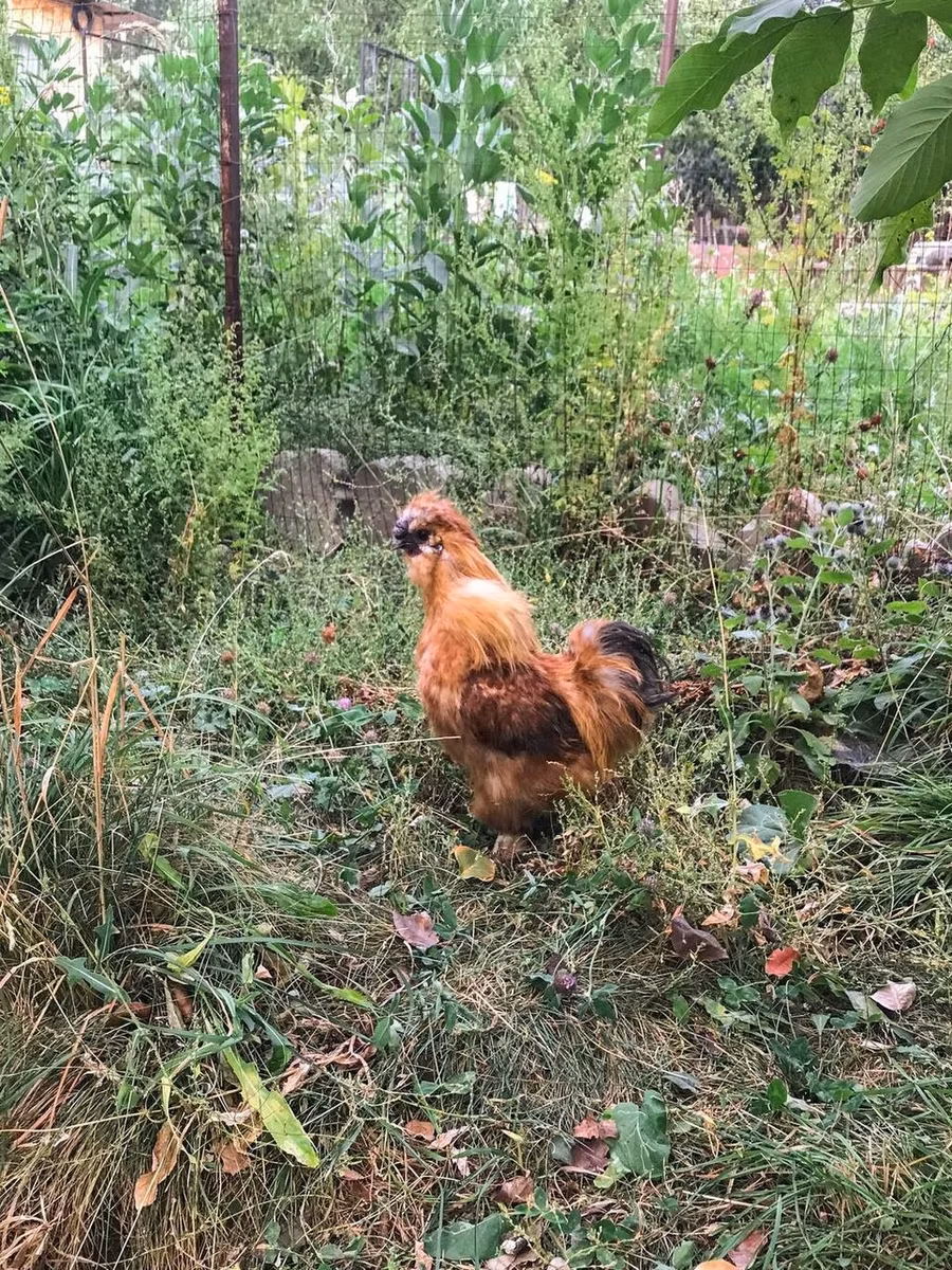 Thai Game
