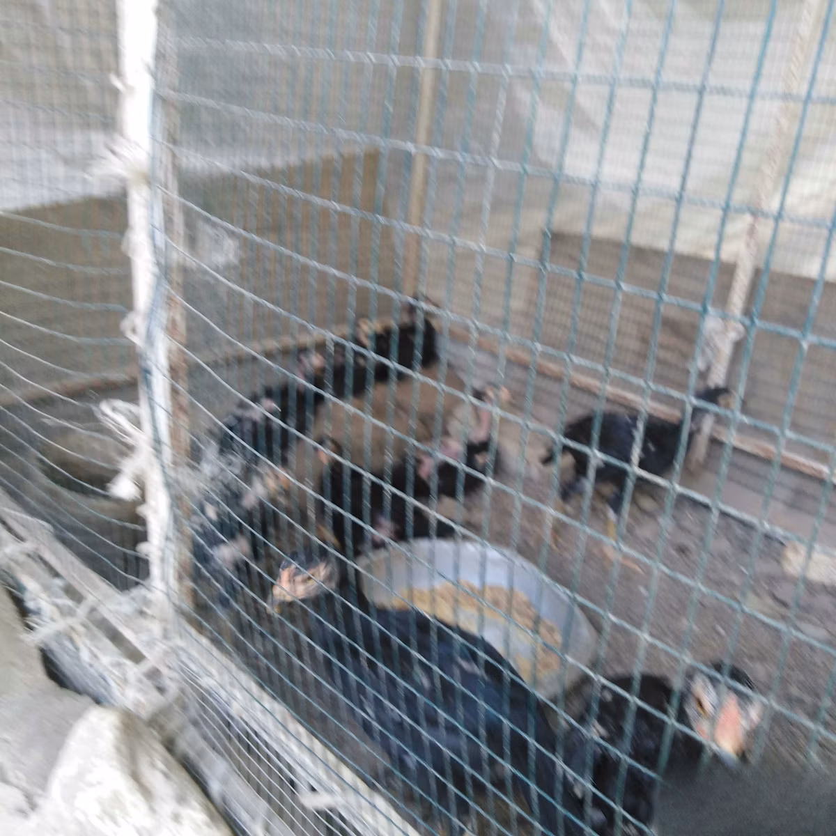 Shamo chickens