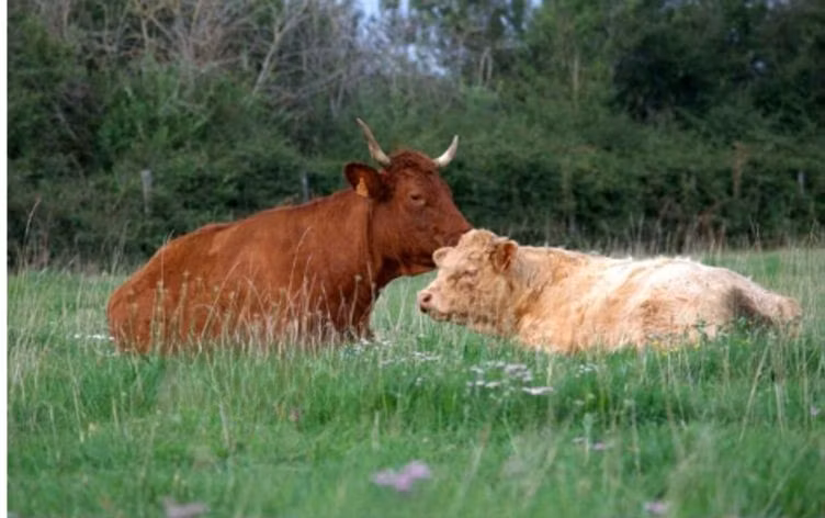 Salers cattle