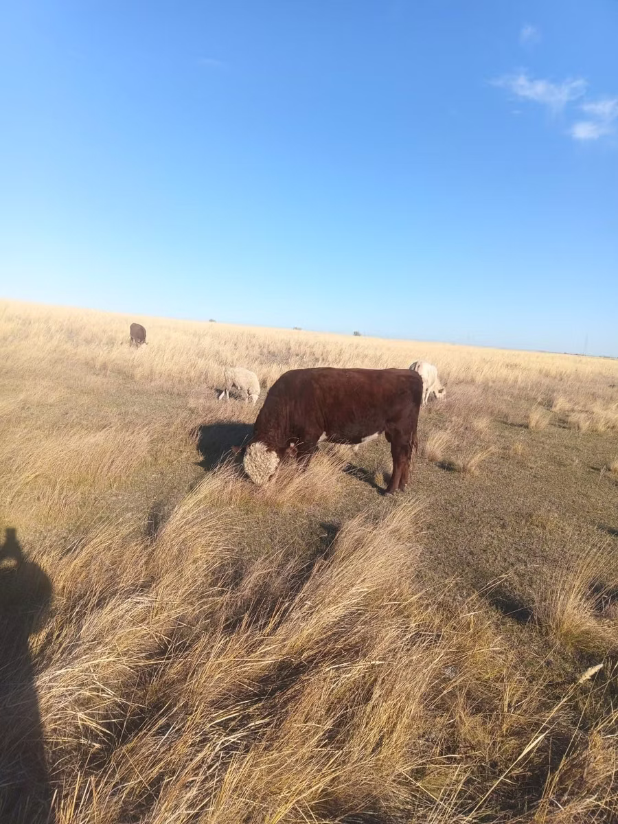 Swiss cattle