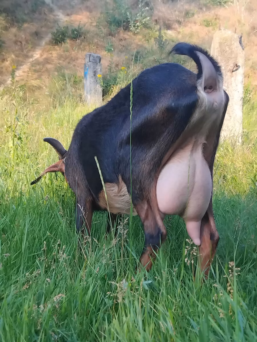 Nubian Goat