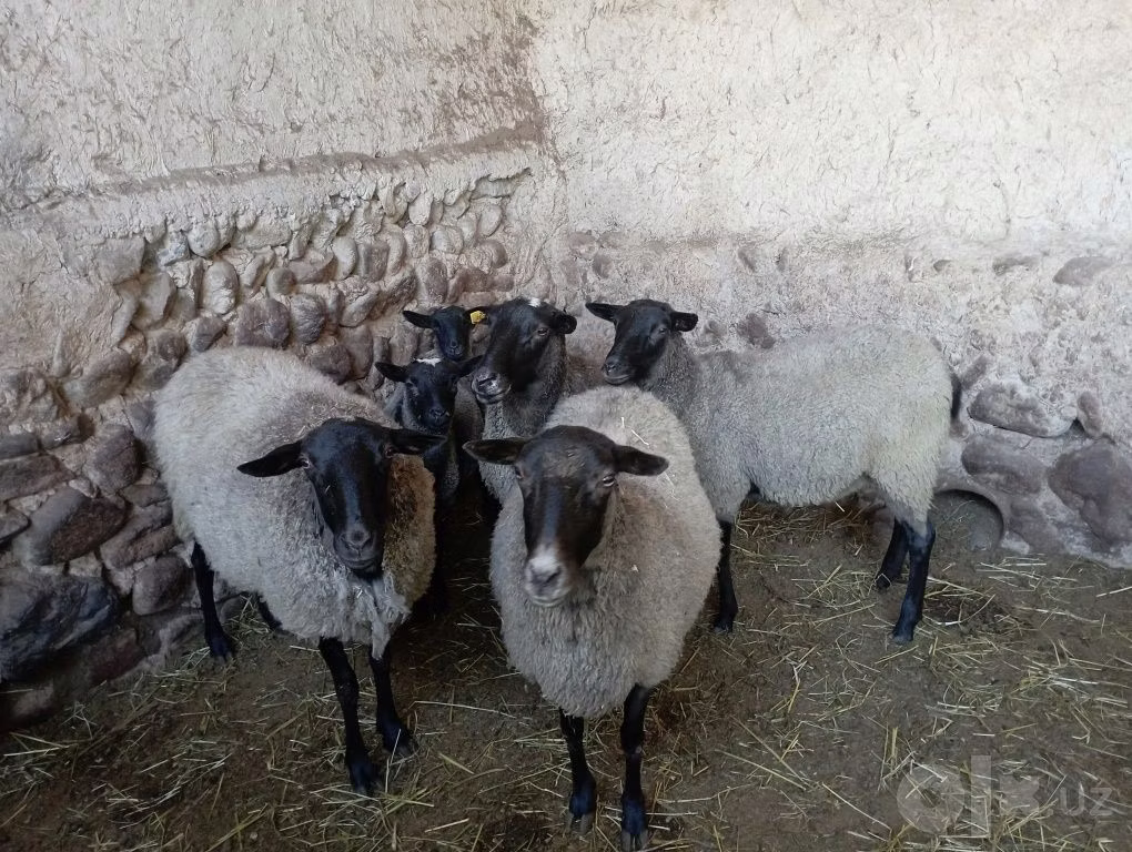 Romanov sheep