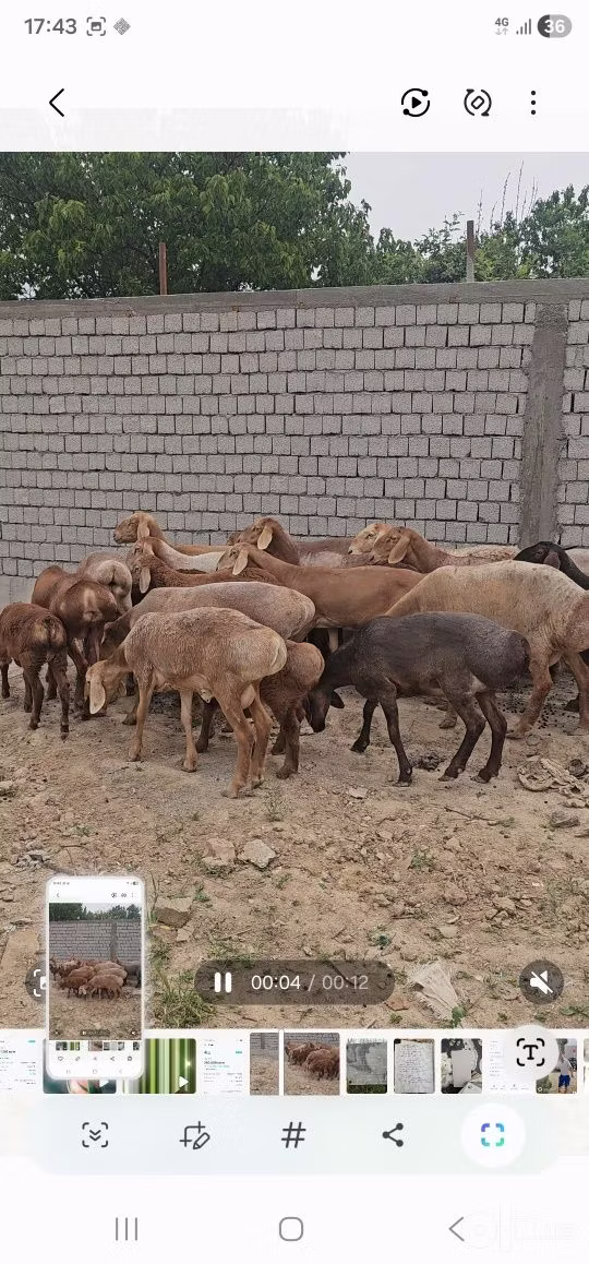 Arashan sheep
