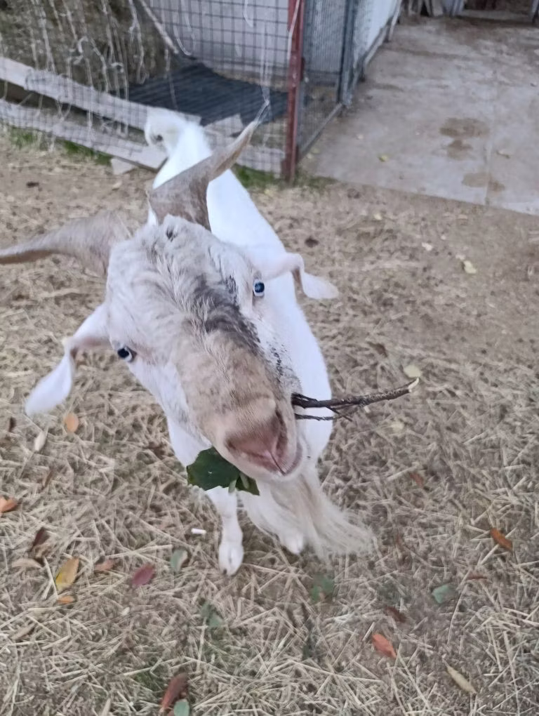 Beetal goats