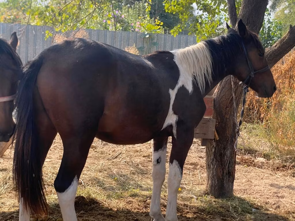 French Trotter