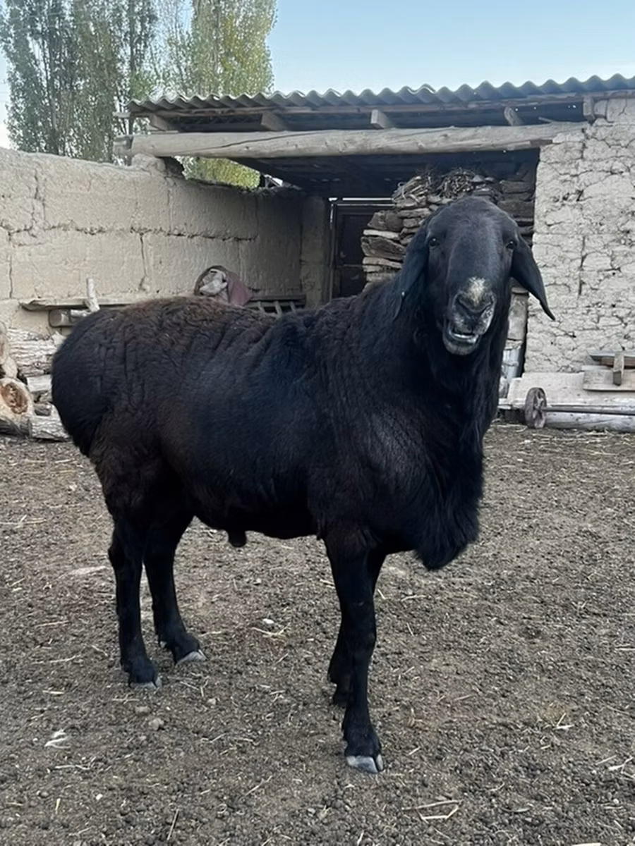 Rhon sheep