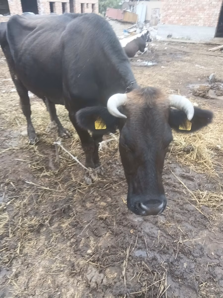 Brown Latvian