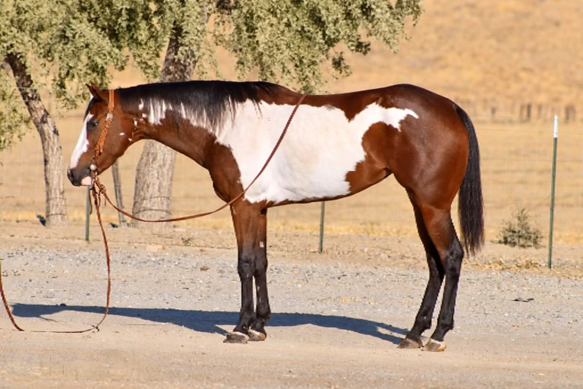 National Show Horse