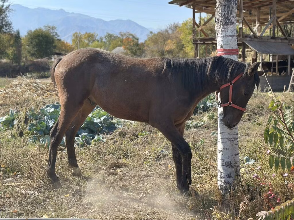 Kyrgyz Horse