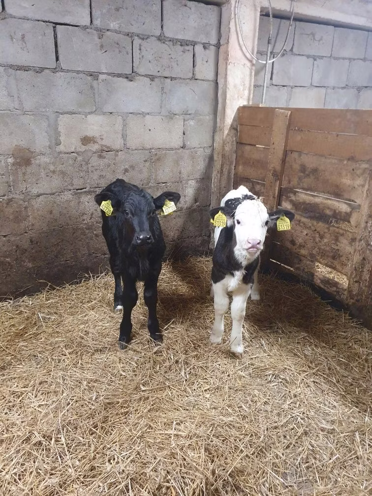 Limousin-Kuh