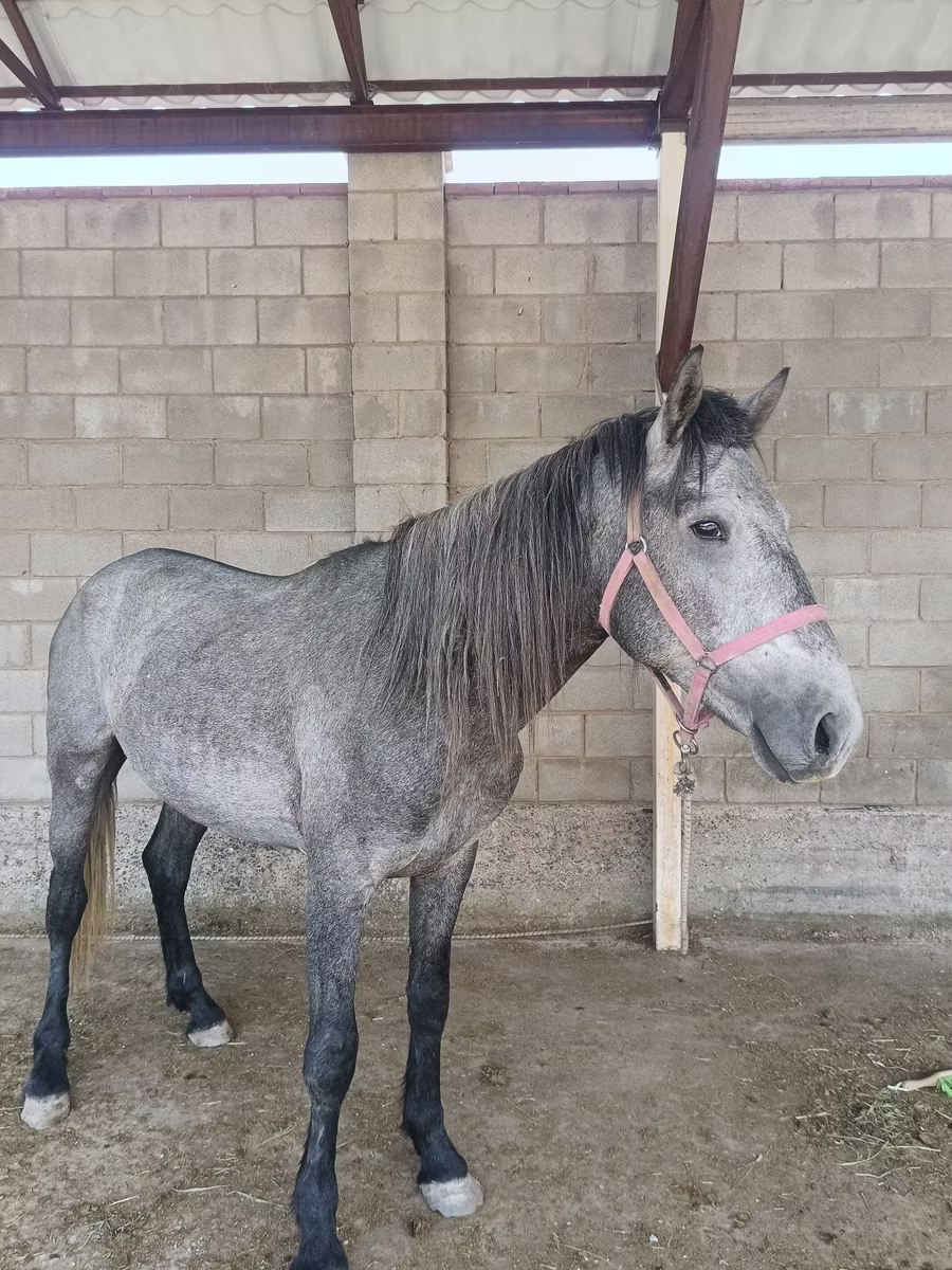 Kustanai horse
