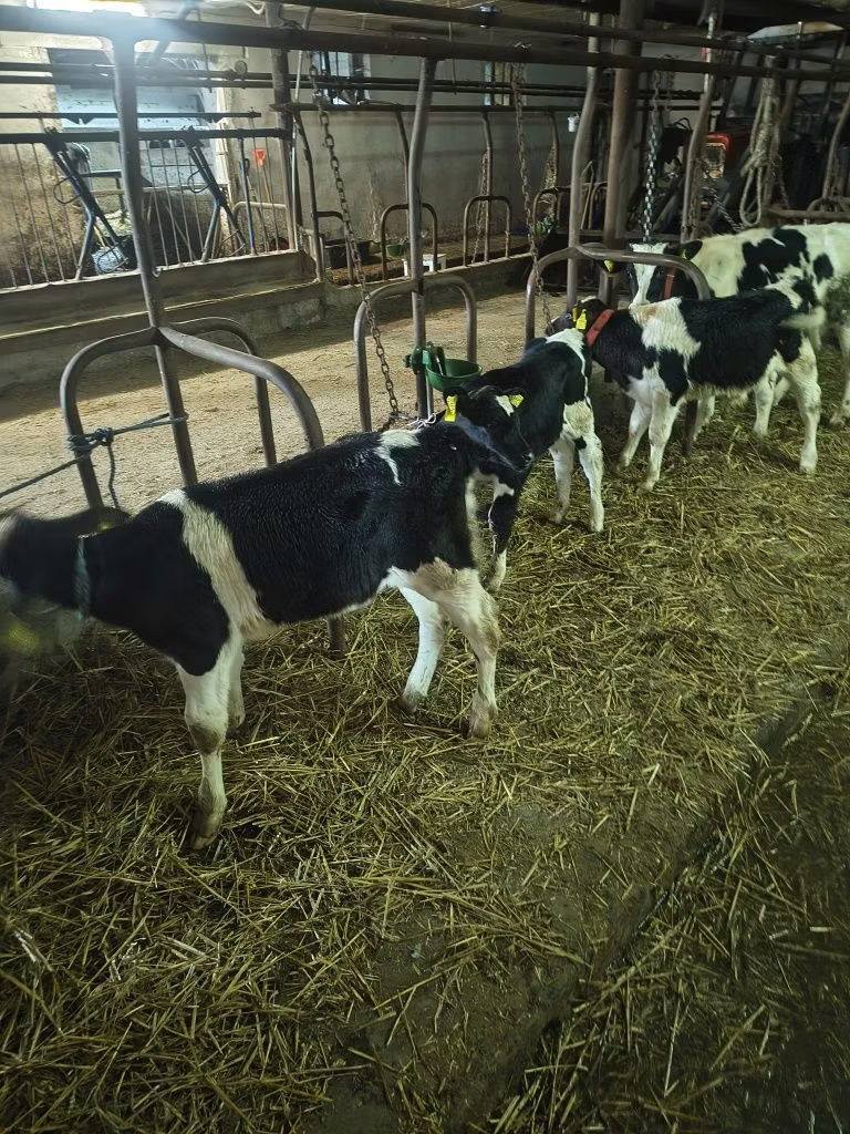 Holstein breed