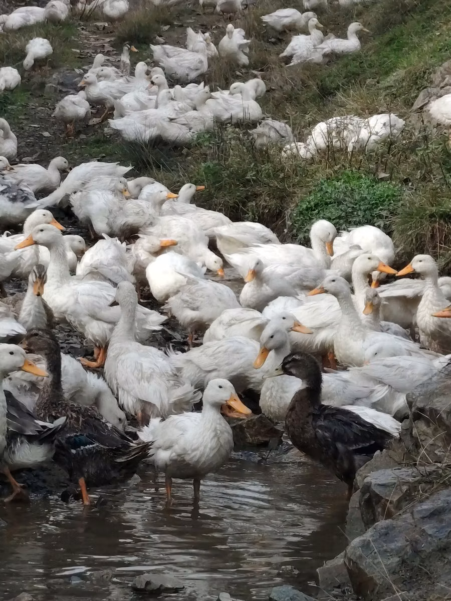 American Pekin