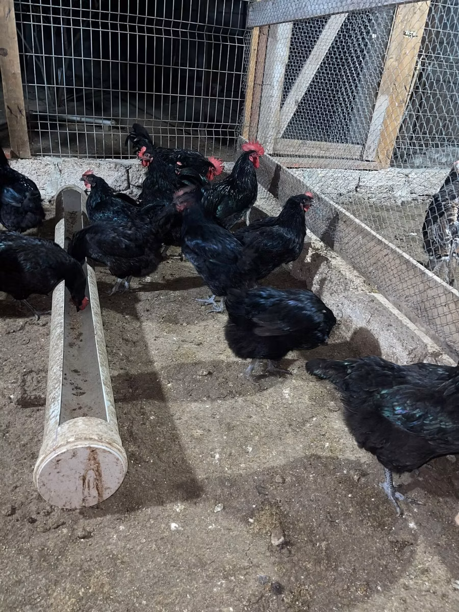 Australorp