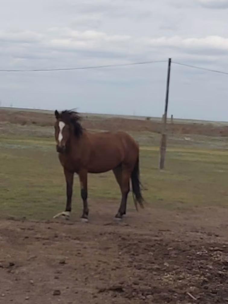 Russian Don