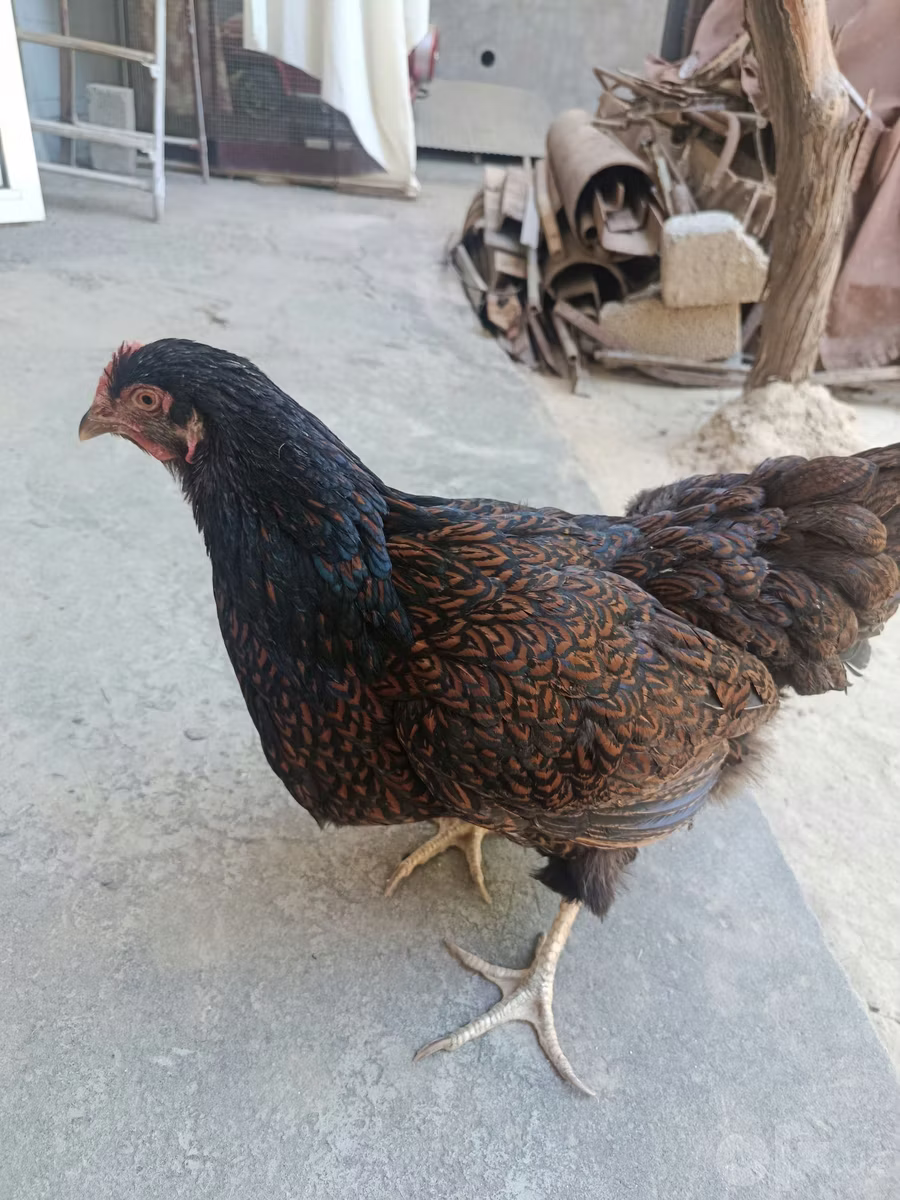 بارنفيلدر
