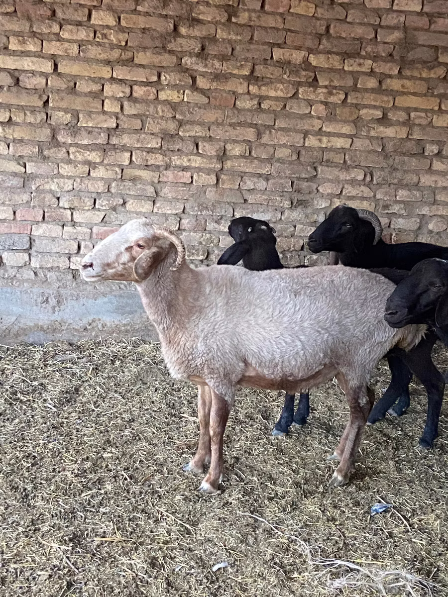 Merino sheep