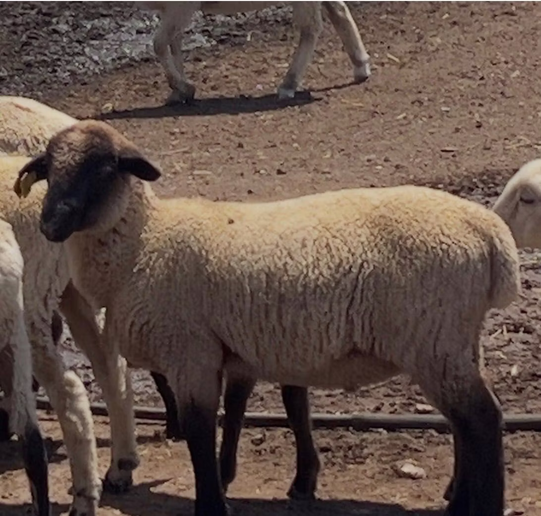 Hampshire sheep