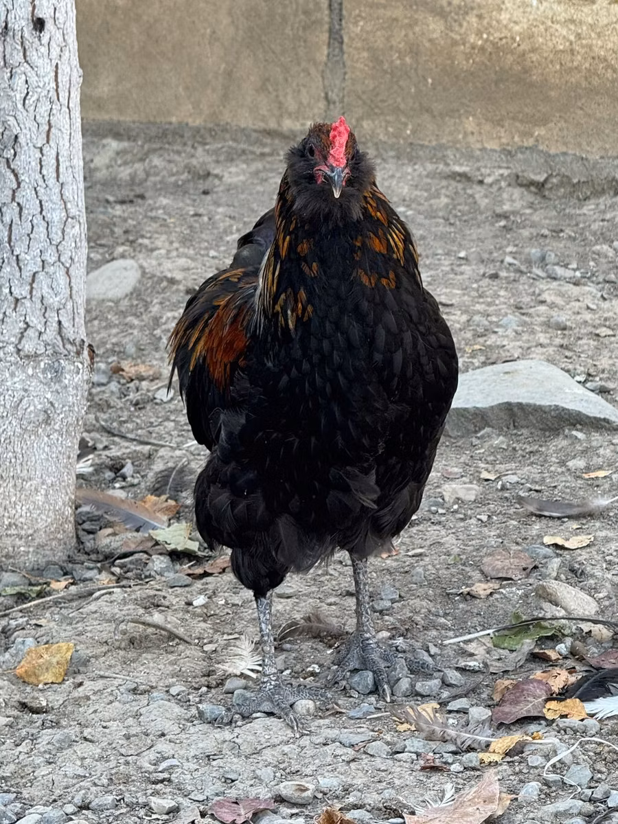 Ameraucana