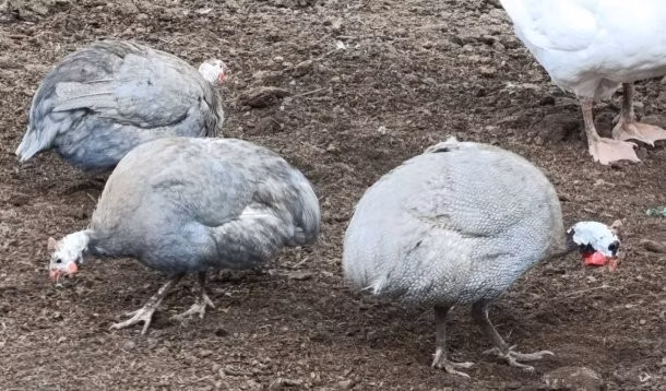 Лаванда