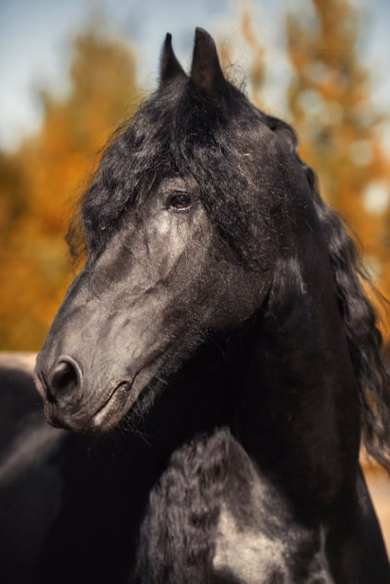 Friesian