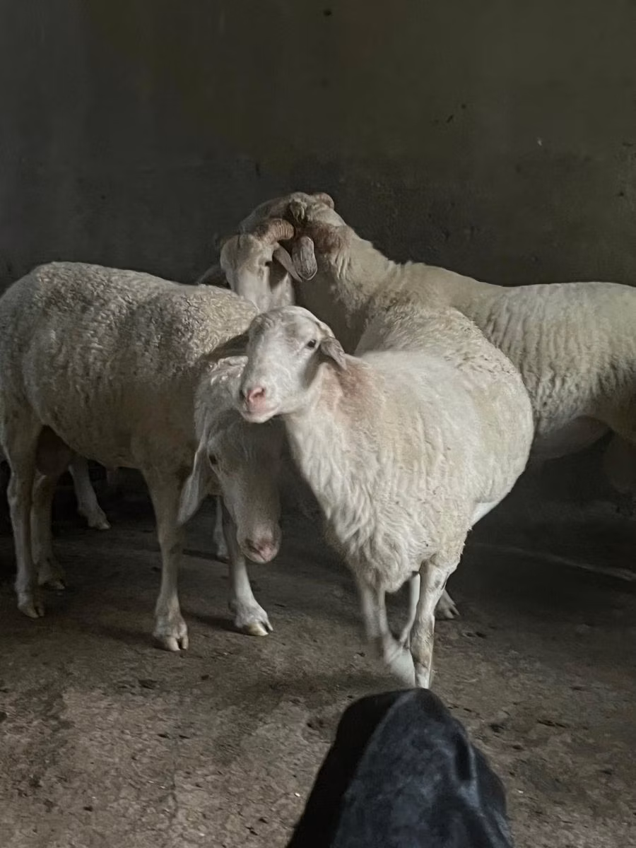 Assaf sheep