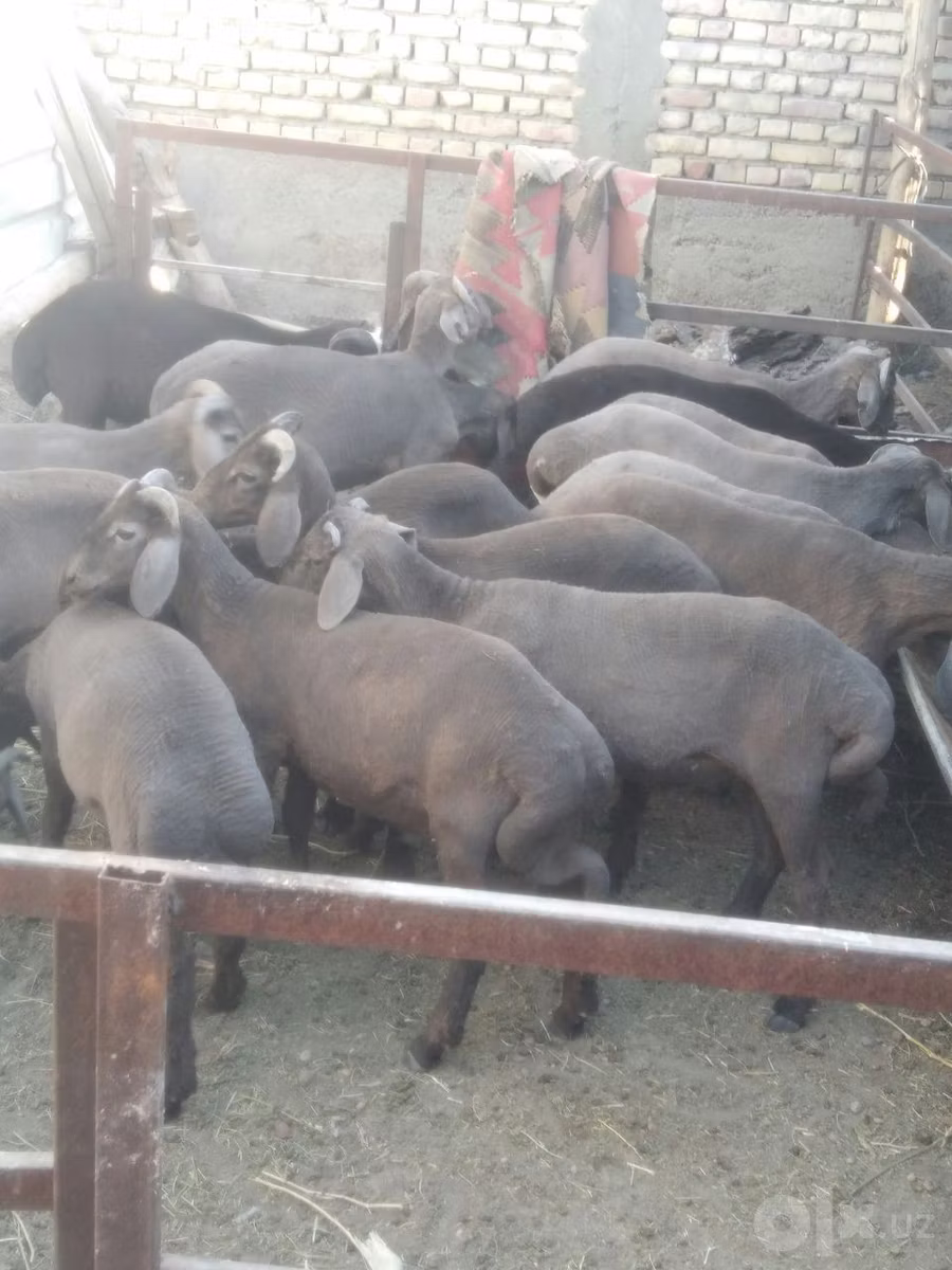 Arabi sheep
