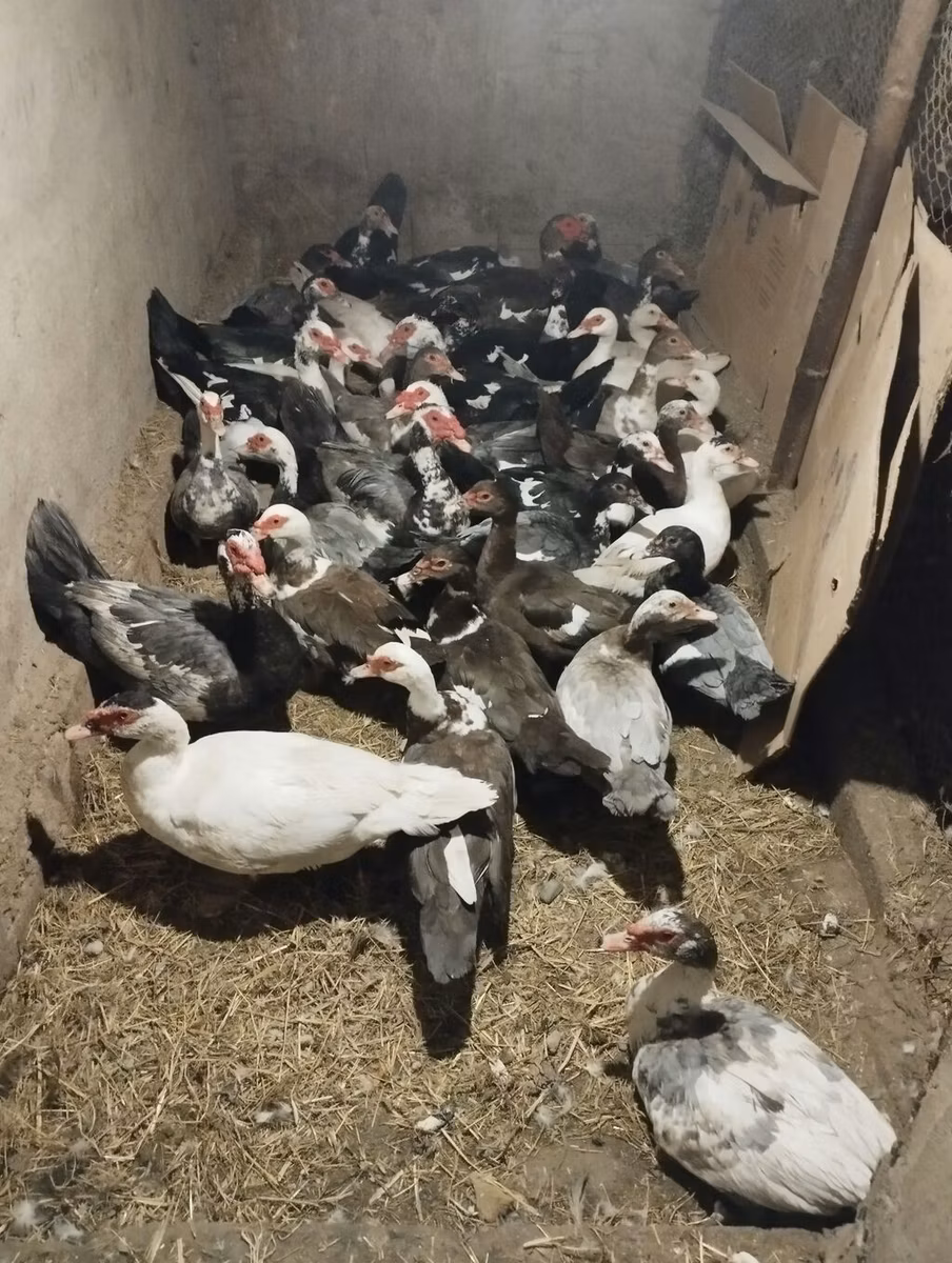 Domestic Muscovy
