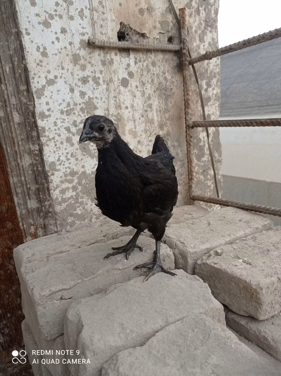 Ayam Cemani