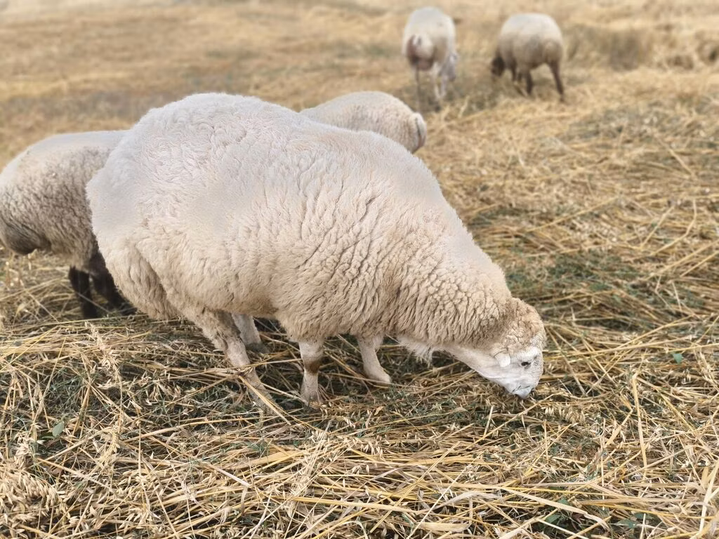 Bardhoka sheep