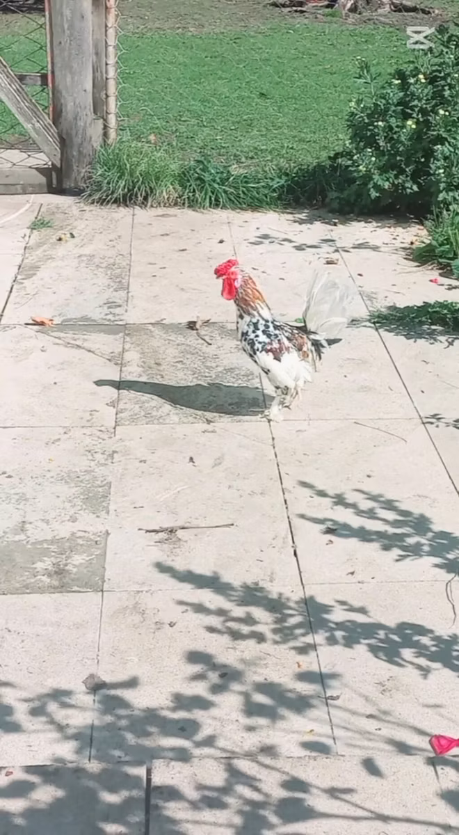 Japanisches Bantam
