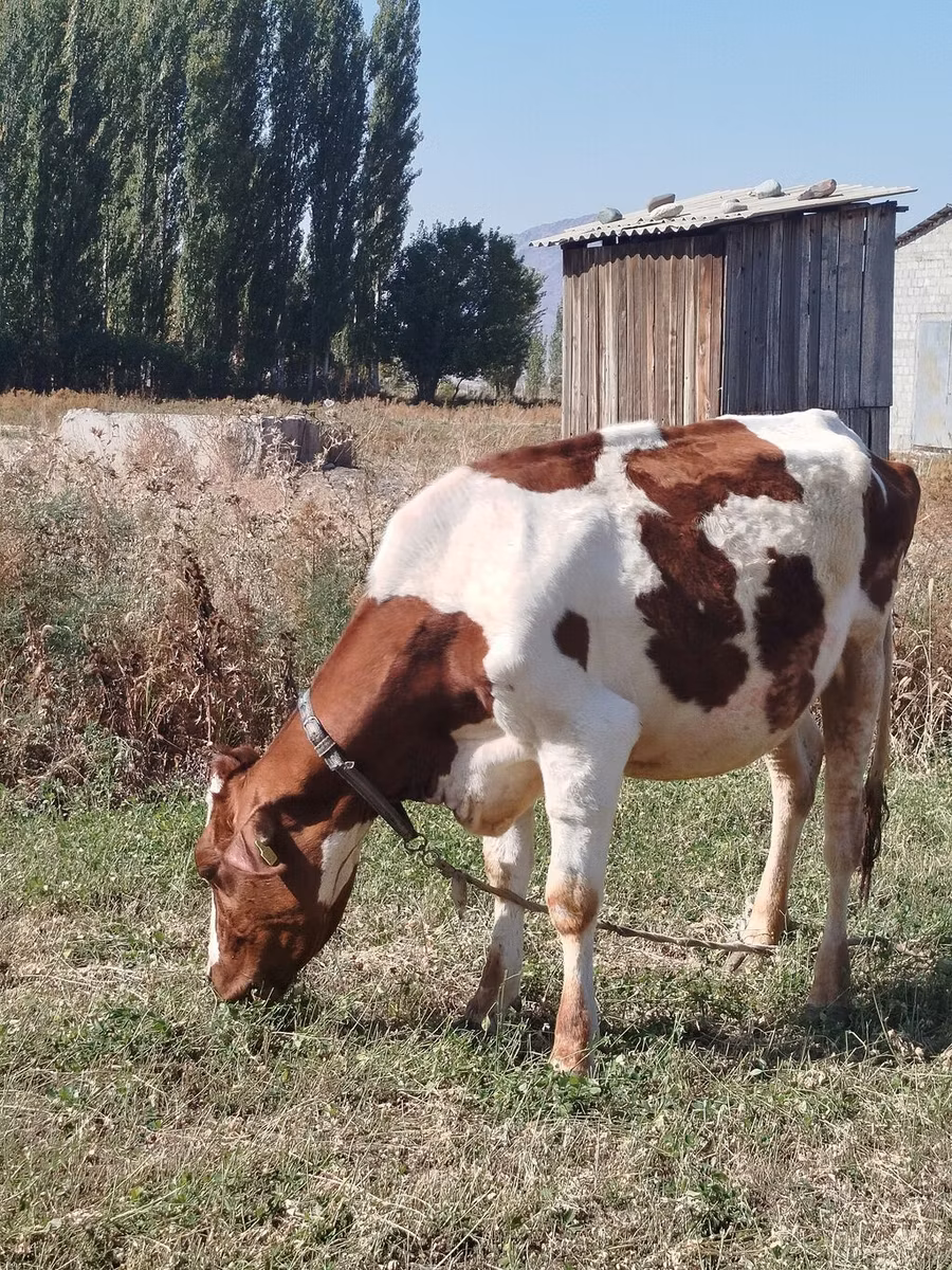 ऐरशायर