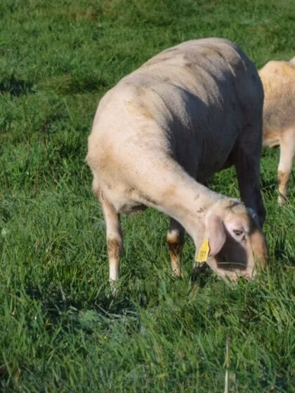 Lacaune sheep