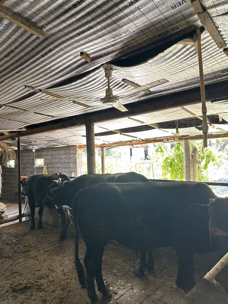 Aberdeen-Angus