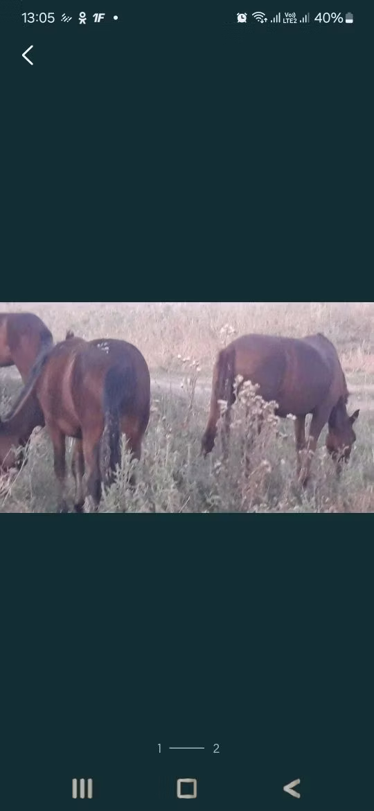 Карачаевская лошадь