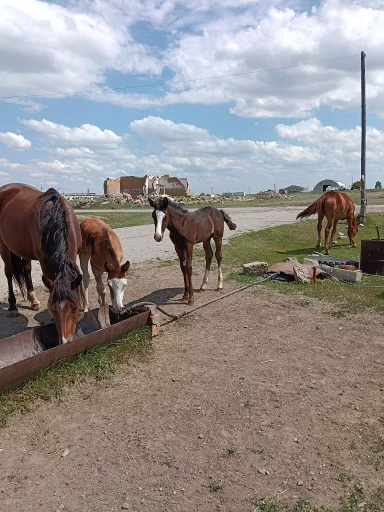 Horse breed
