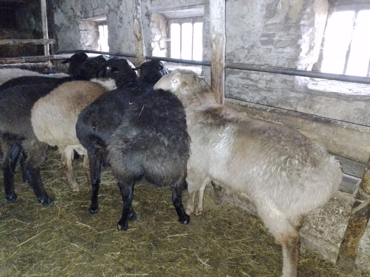 Edilbay sheep