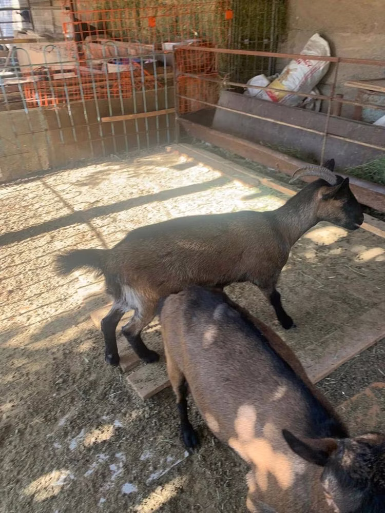 Czech Brown Shorthaired goats