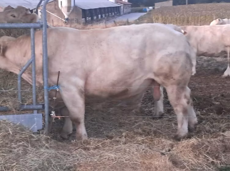 Charolais cattle