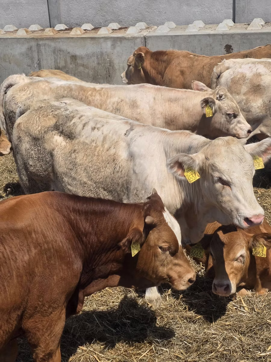 Vaca Limousin